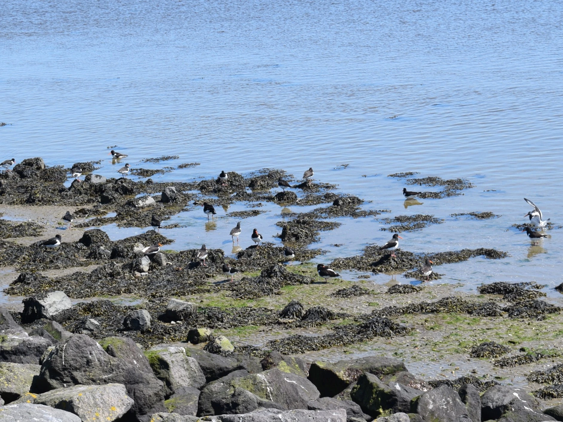 water with birds